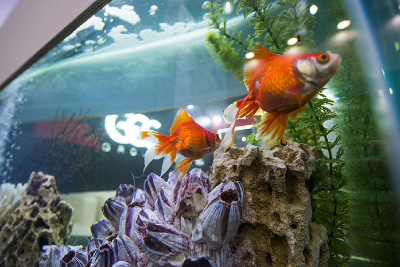 выставочный стенд, stand for gce group 