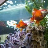 выставочный стенд, стенд для gce group 