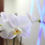 выставочный стенд, стенд для оао "газпром"